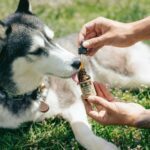 CBD Oils For Dogs With Cancer